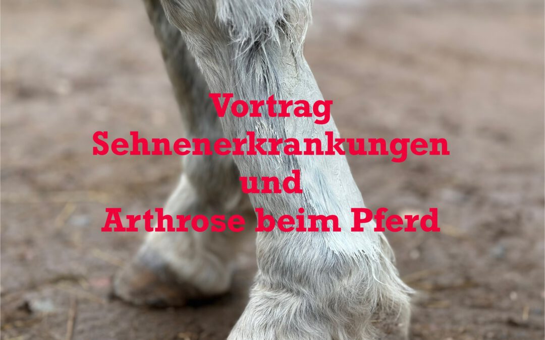 Sehnenerkrankungen und Arthrose beim Pferd